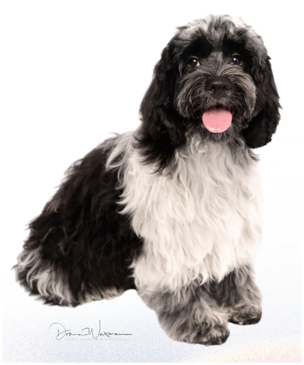 Happy freshly groomed dog looking at the camera