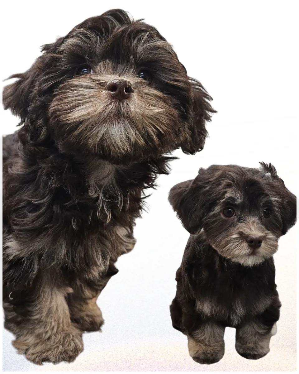 Small terrier after grooming