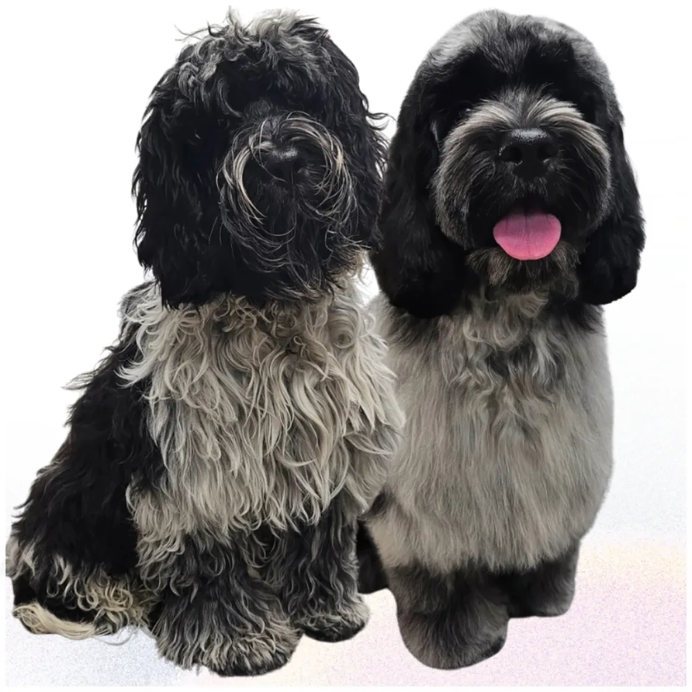 Small dog with carefully shaped coat after grooming
