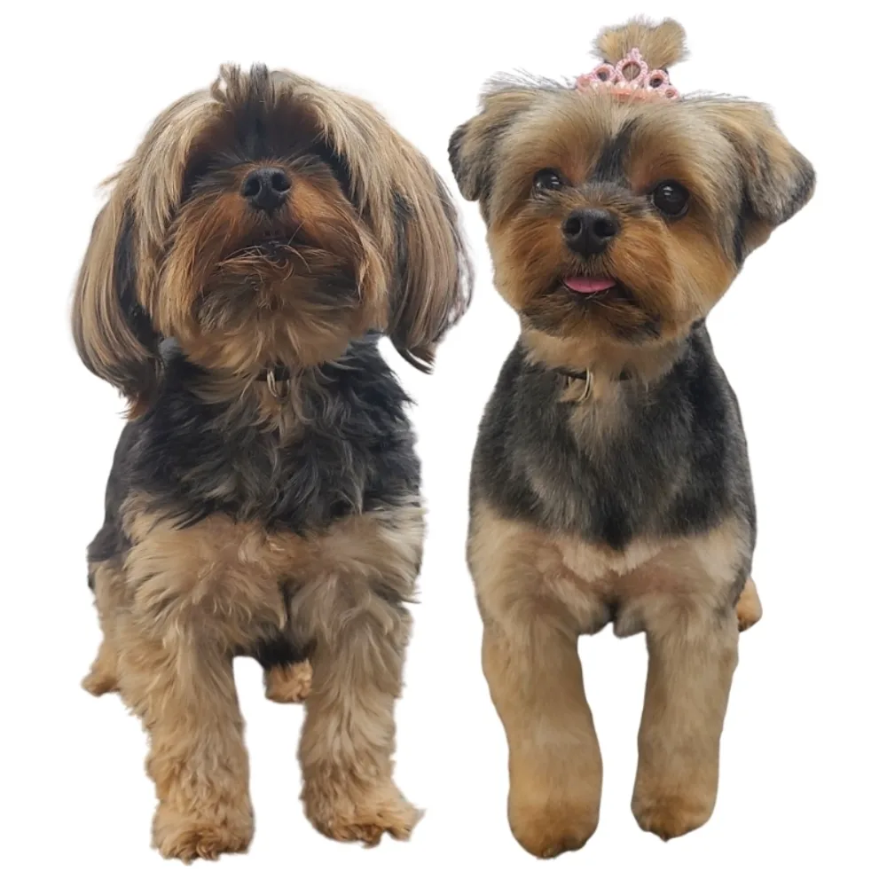 Freshly groomed dog portrait with soft balanced styling