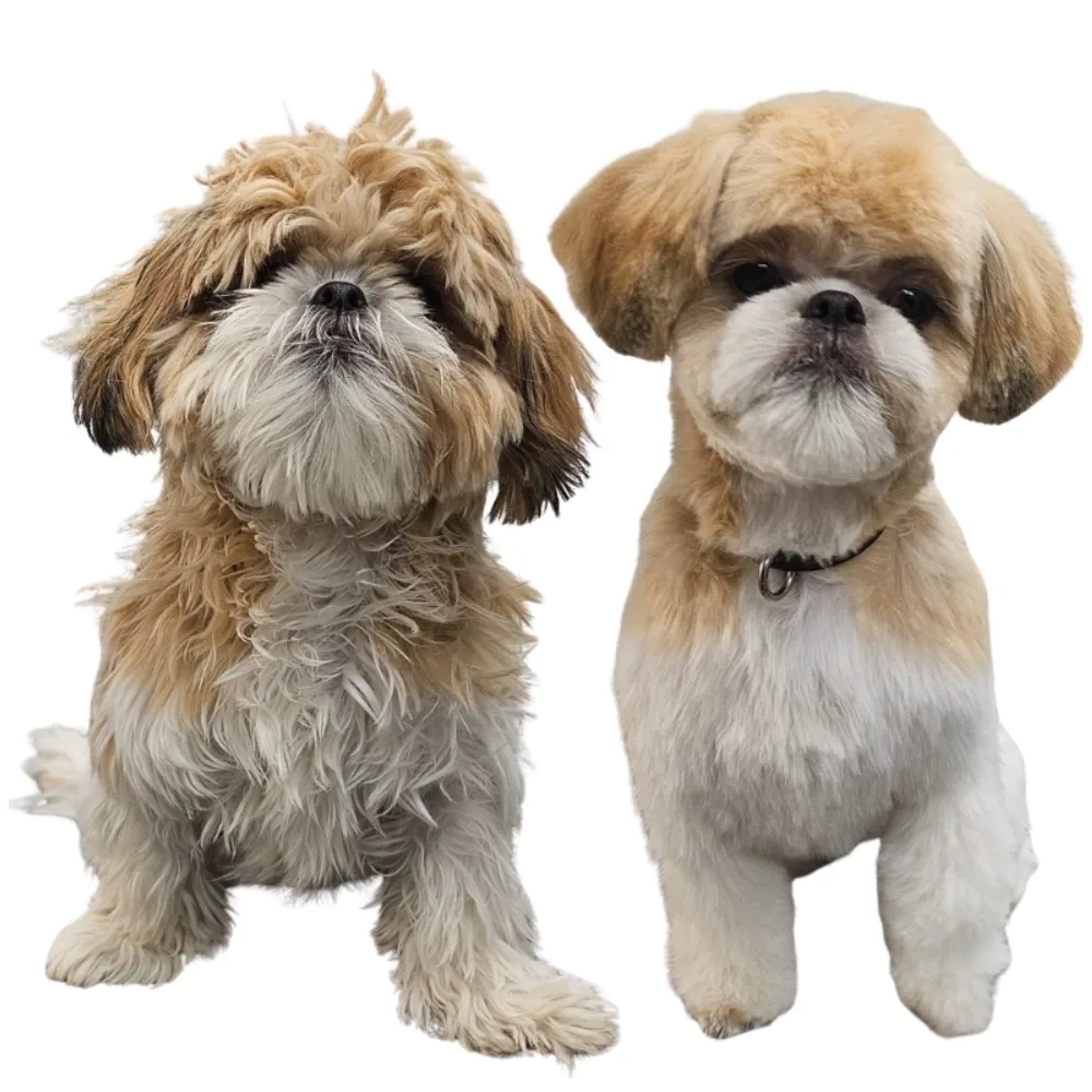 Dog styled with a polished full groom finish