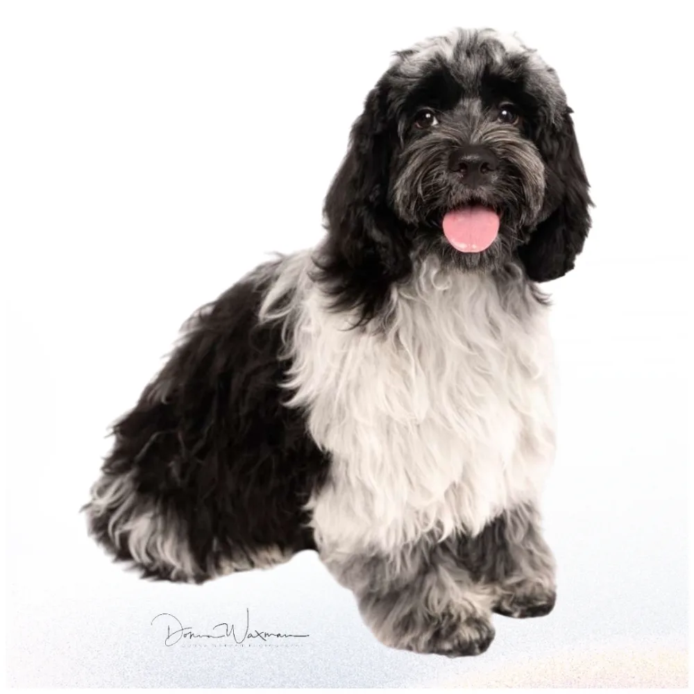 Small dog with rounded face and polished full-body groom