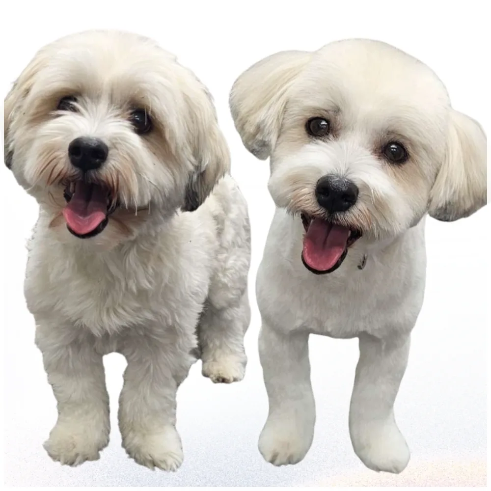 Freshly groomed companion dog with clean rounded styling