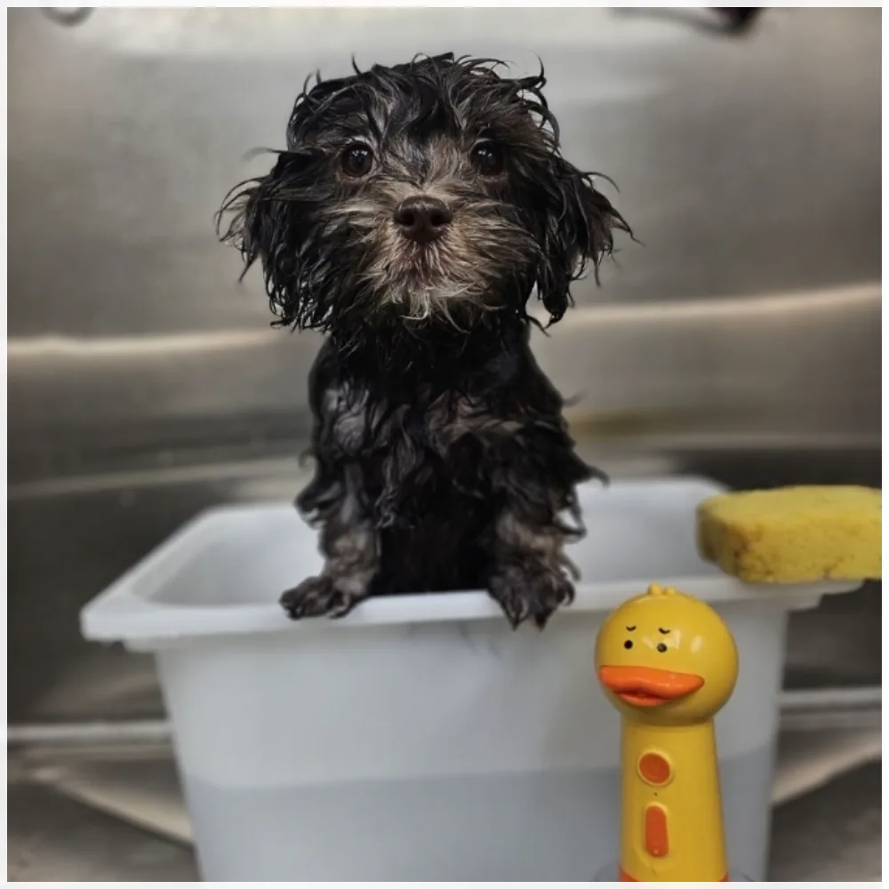 Happy small dog showing a neat salon finish