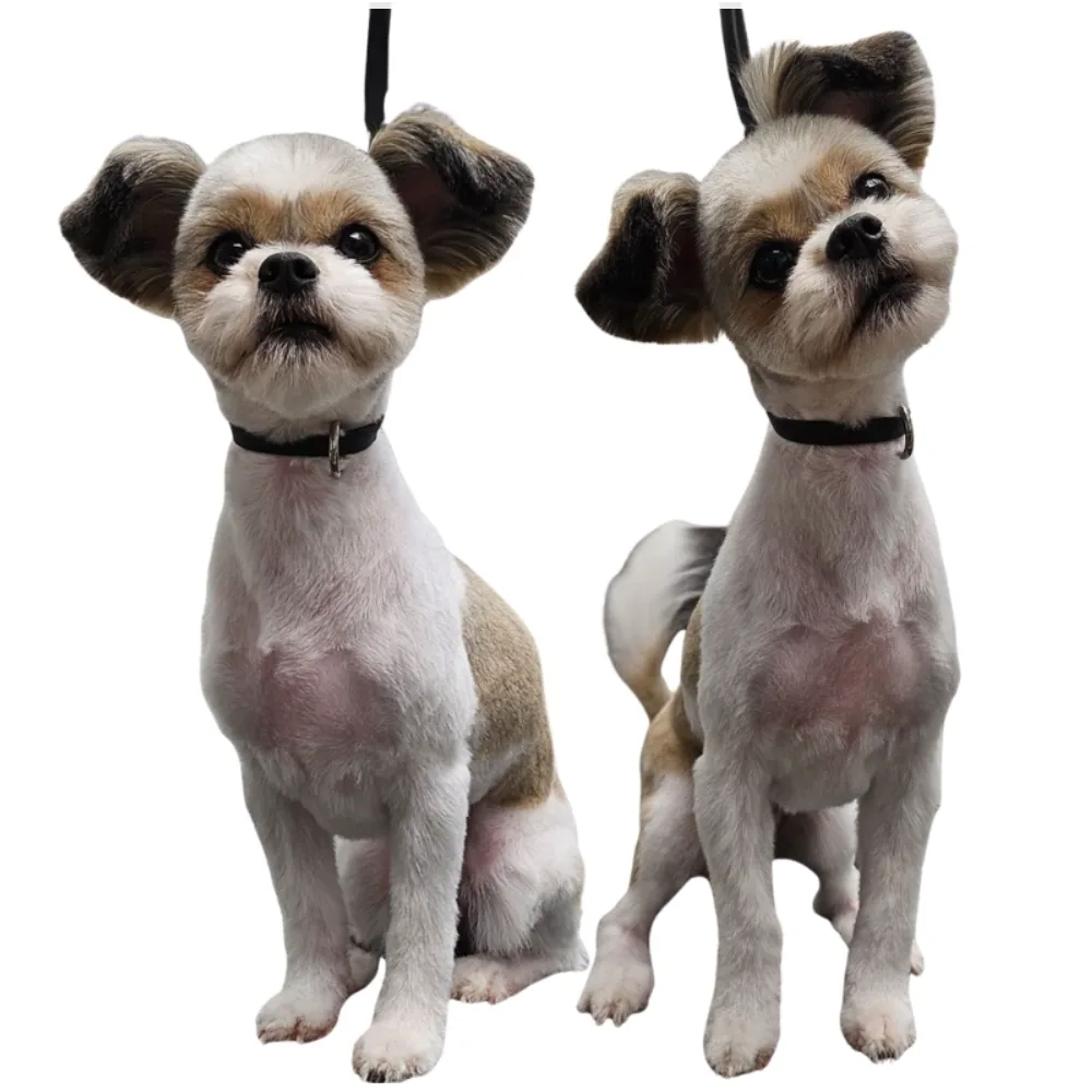 Well-groomed dog with a clean expressive face