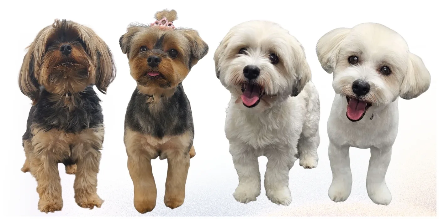 Professional groomer hand-scissoring a fluffy white dog