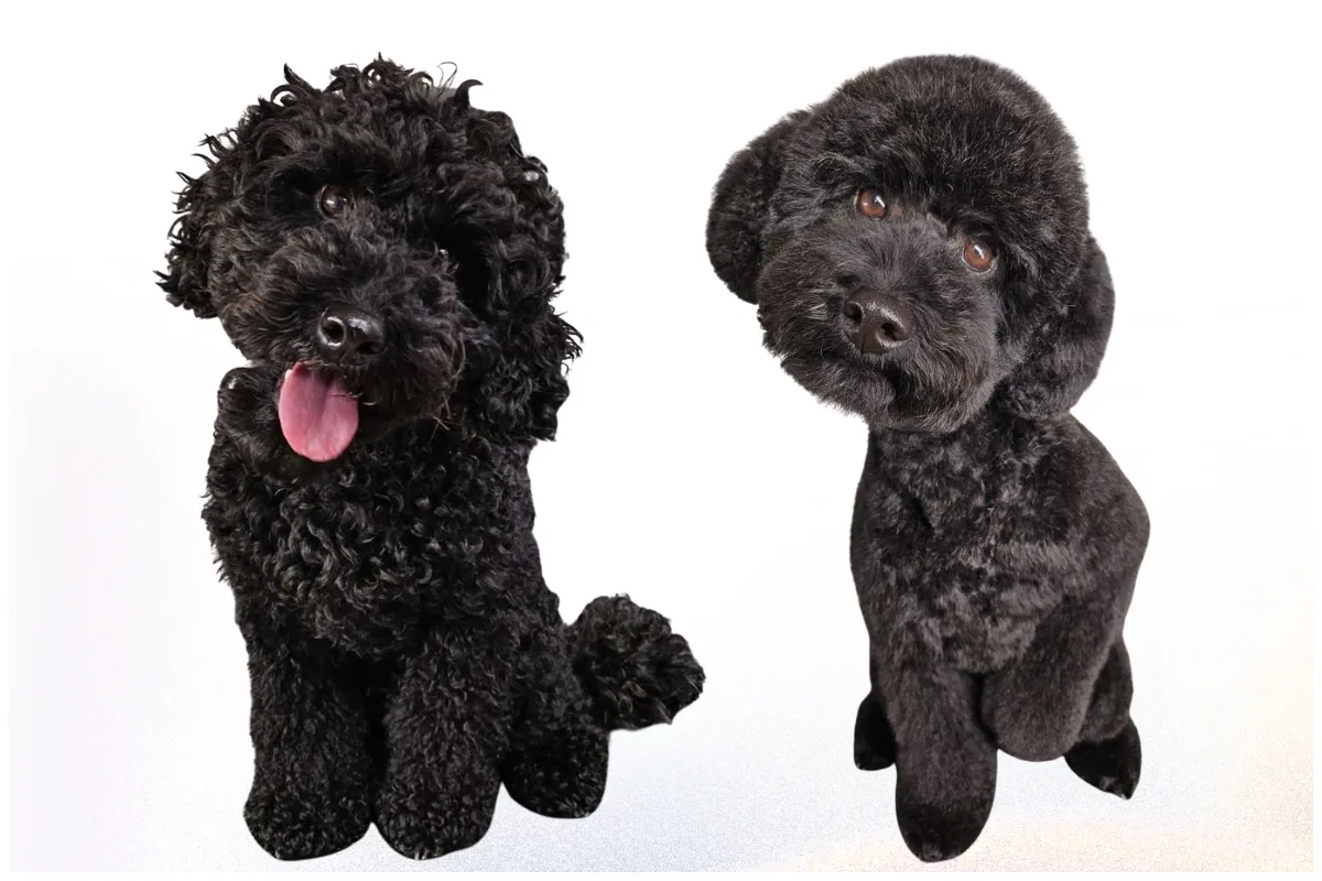 Professional grooming equipment